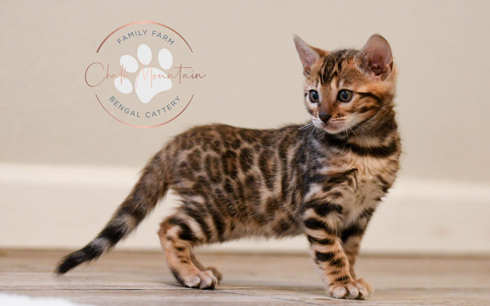 Bengal kitten for sale